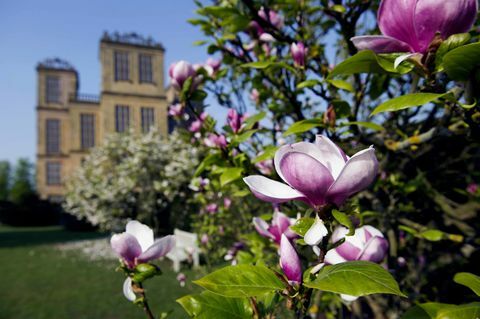 Hardwick Hall Magnolias © National Trust Images John Millar