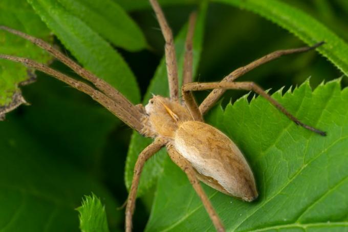 dospělý samec běžící krab pavouk z čeledi philodromidae