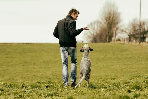 Podpora domácích psů jim pomáhá lépe řešit problémy - Tipy pro výcvik psů