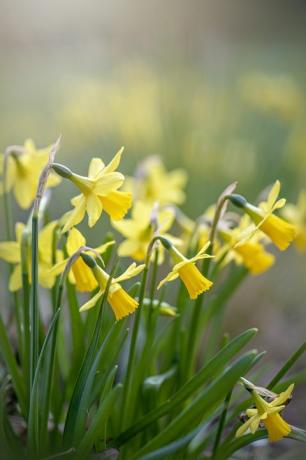 krásné jarní kvetoucí žluté květy narcisu také známé jako narcis, v měkkém slunci