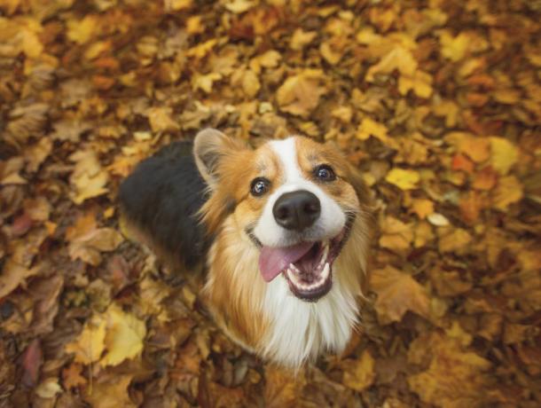 velmi šťastný dlouhosrstý, načechraný pembroke welsh corgi pes sedí v nějakém zářivém podzimním listí s jazykem visícím ze strany úst v hloupém úsměvu