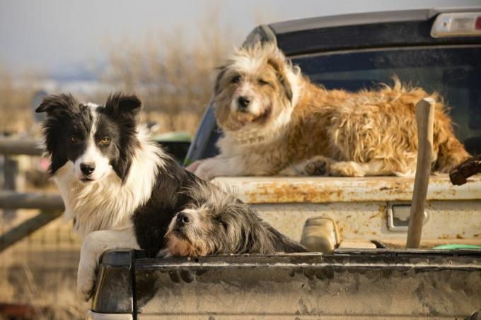 psi čekají na pokyny na ranči v Montana